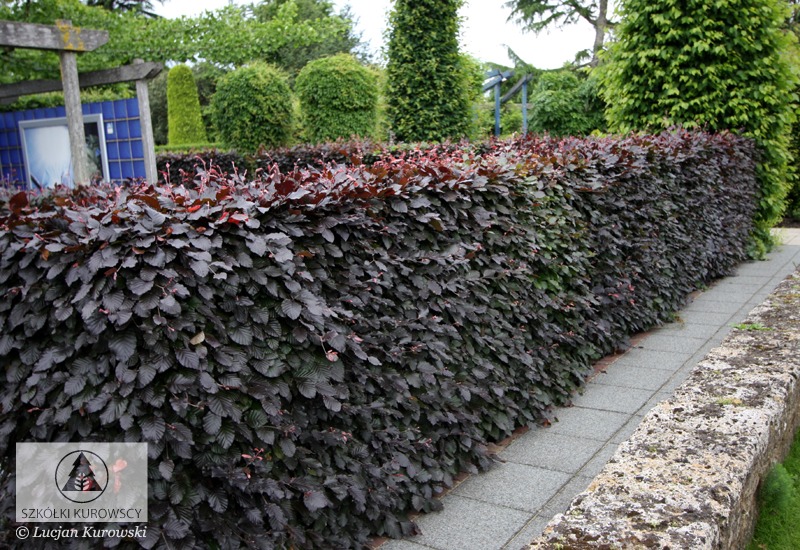 Fagus sylvatica 'Atropunicea'